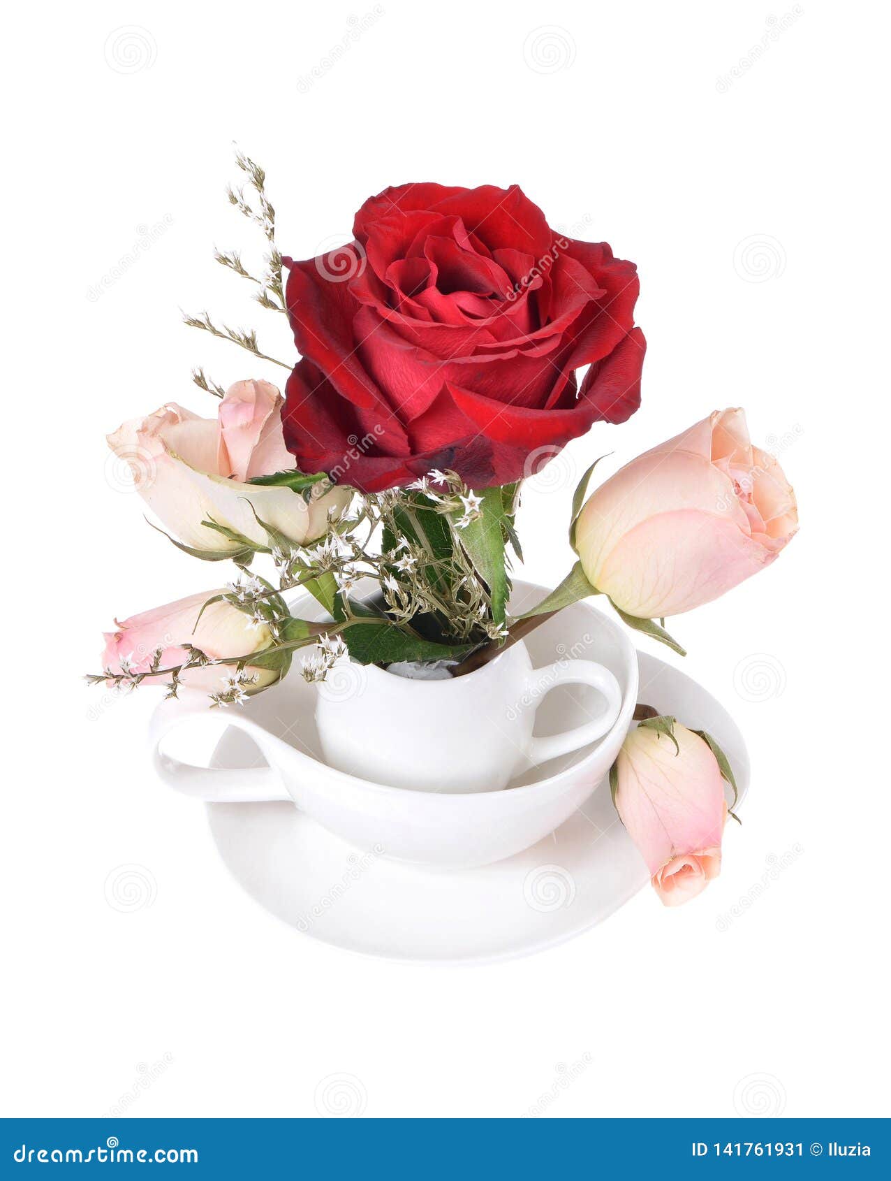 Rosas Rojas Y Blancas Hermosas En Aisladas Imagen de archivo - Imagen de  amor, fondos: 141761931