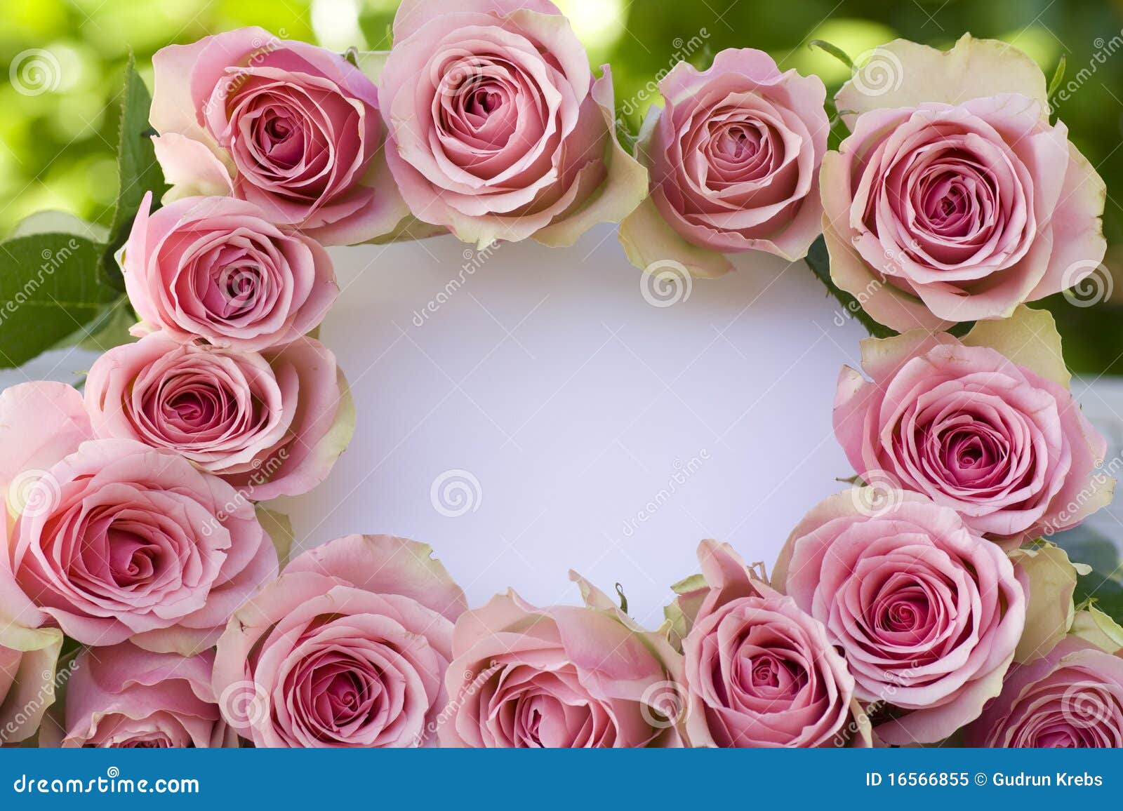 Rosas Rosadas Hermosas Con Una Carta Blanca Imagen de Rosas Rosadas Hermosas Con Una Carta Blanca Imagen de