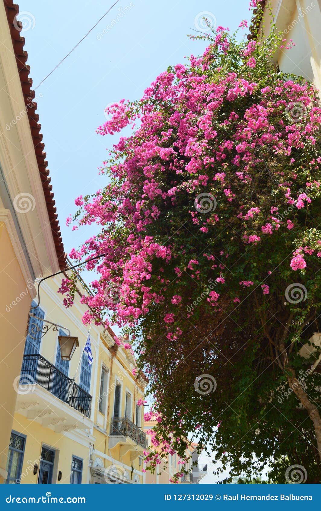 Rosas Típicas De Las Flores Hermosas De Grecia Arquitectura, Viaje,  Paisajes, Travesías Imagen de archivo - Imagen de viejo, moderno: 127312029