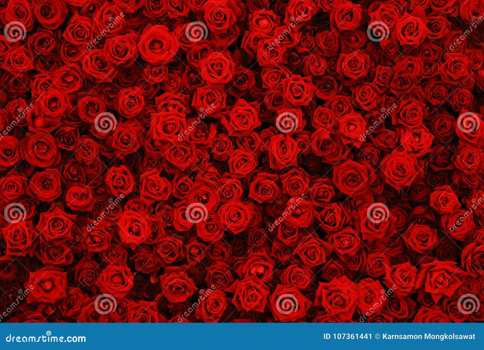 Rosas Vermelhas Naturais Fundo, Parede Das Flores Imagem de Stock - Imagem  de buquê, elegante: 107361441