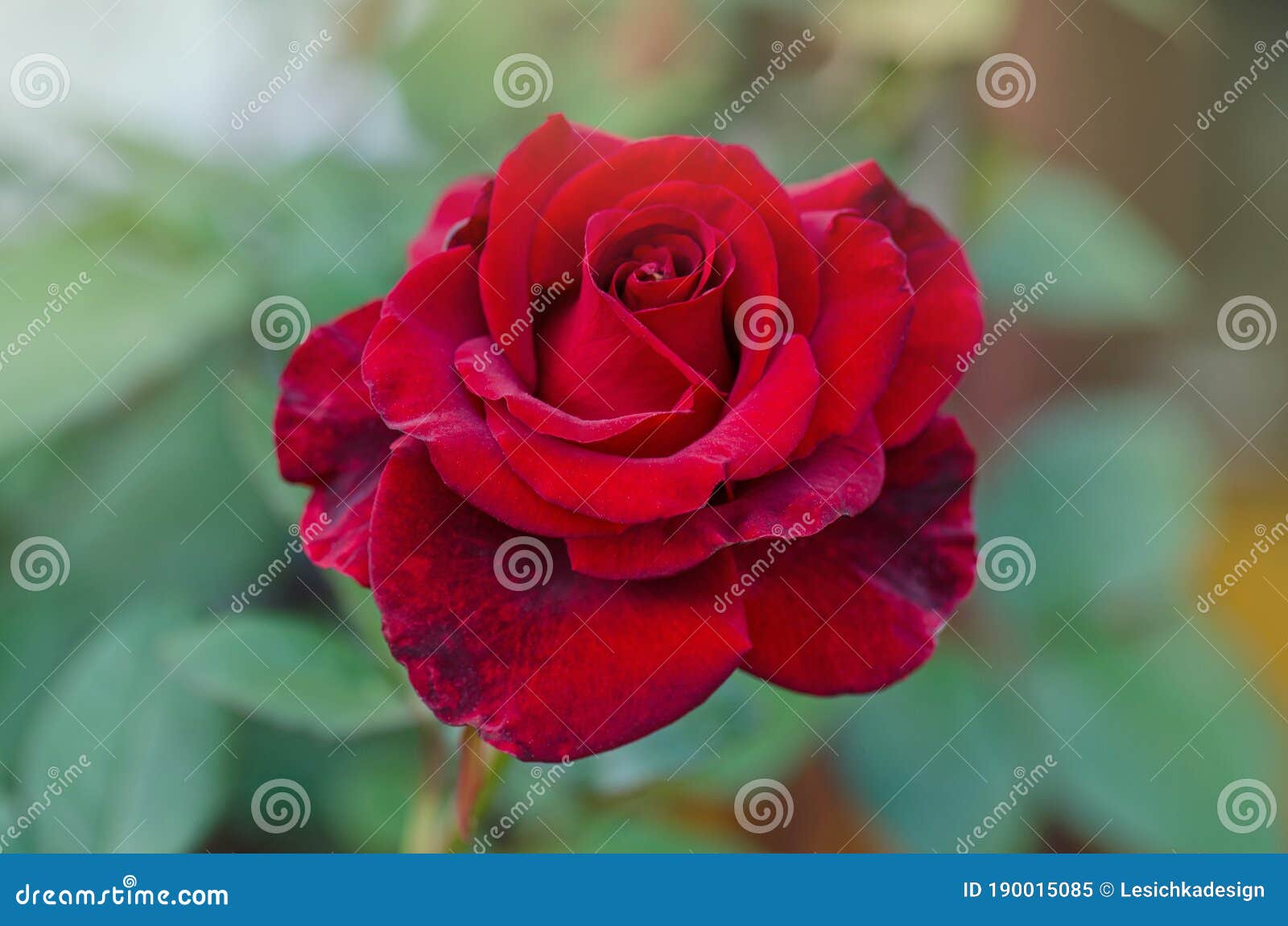 Rosas Vermelhas Num Mato Num Jardim. Flor De Rosa Vermelha Imagem de Stock  - Imagem de grupo, beleza: 190015085