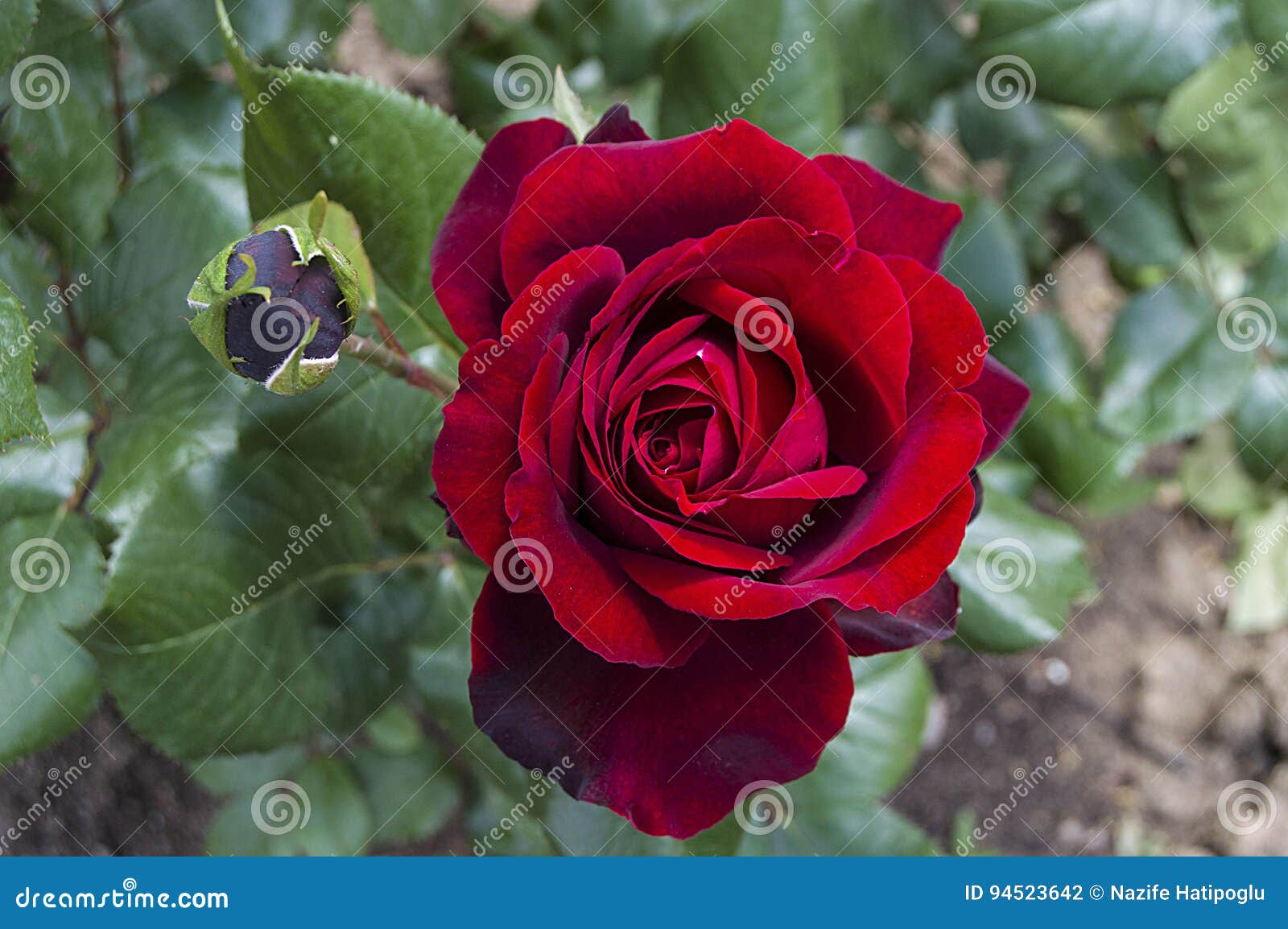 Rosas Vermelhas Para Amantes, Rosas, Rosas Para O Dia Do Amor, As Rosas  Naturais As Mais Maravilhosas Apropriadas Para O Design W Foto de Stock -  Imagem de diabo, projeto: 94523642