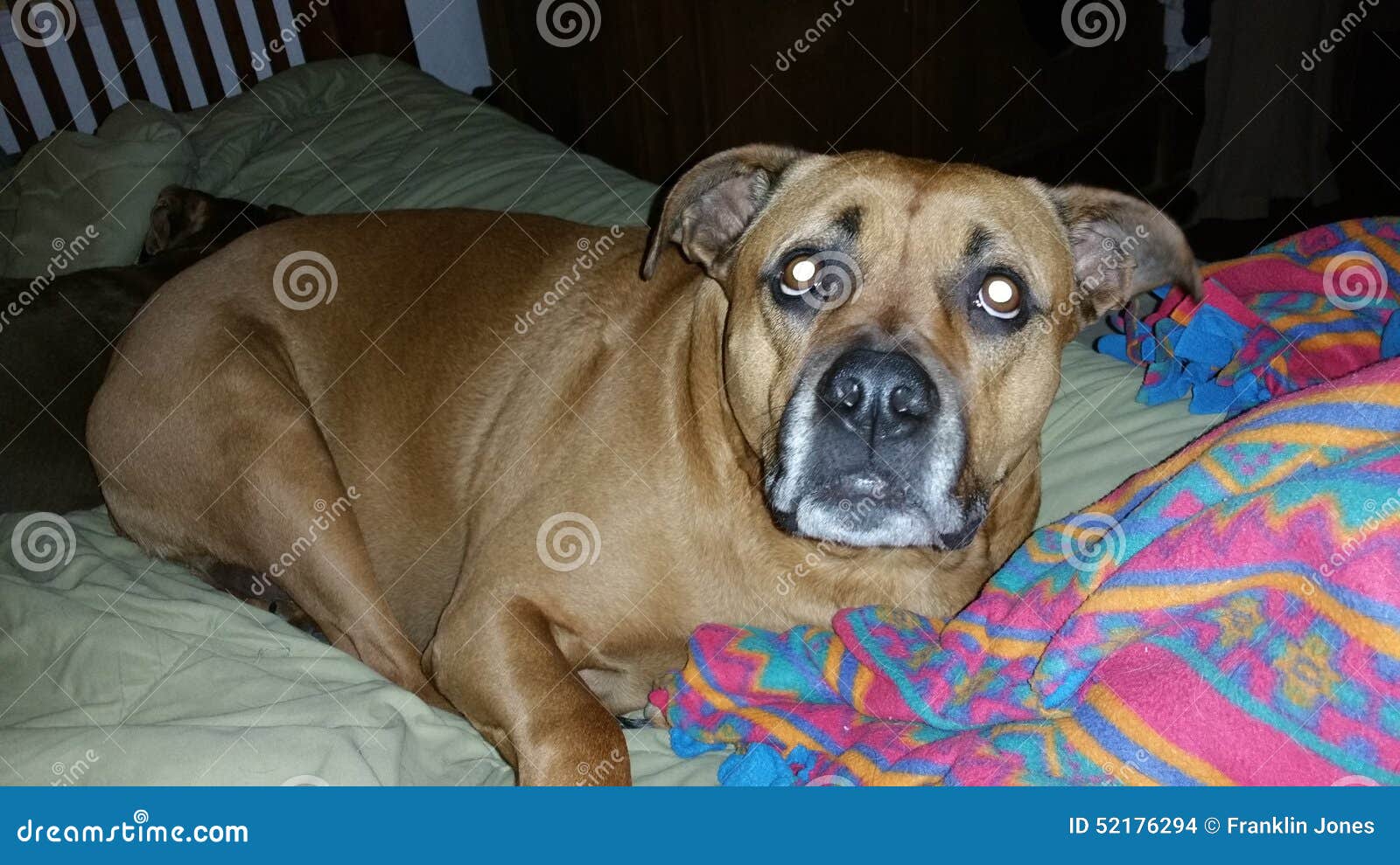 Roscoe stock photo. Image of rules, roscoe, boxer, brothers 52176294