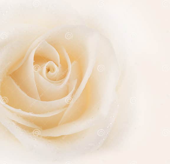 Rose stock photo. Image of flower, color, center, element - 11109714