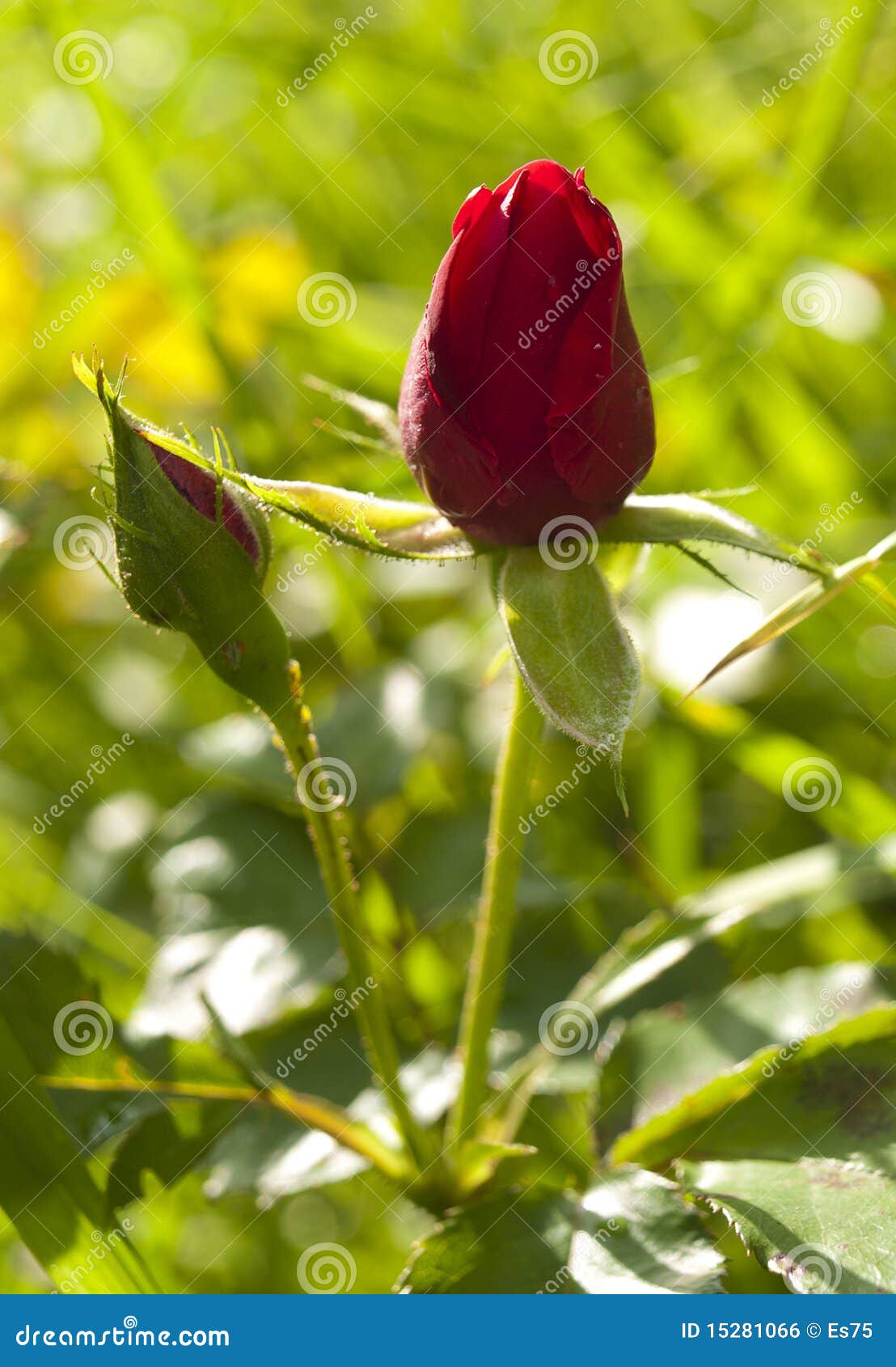 Rose stock photo. Image of beautiful, arrangement, feelings 15281066