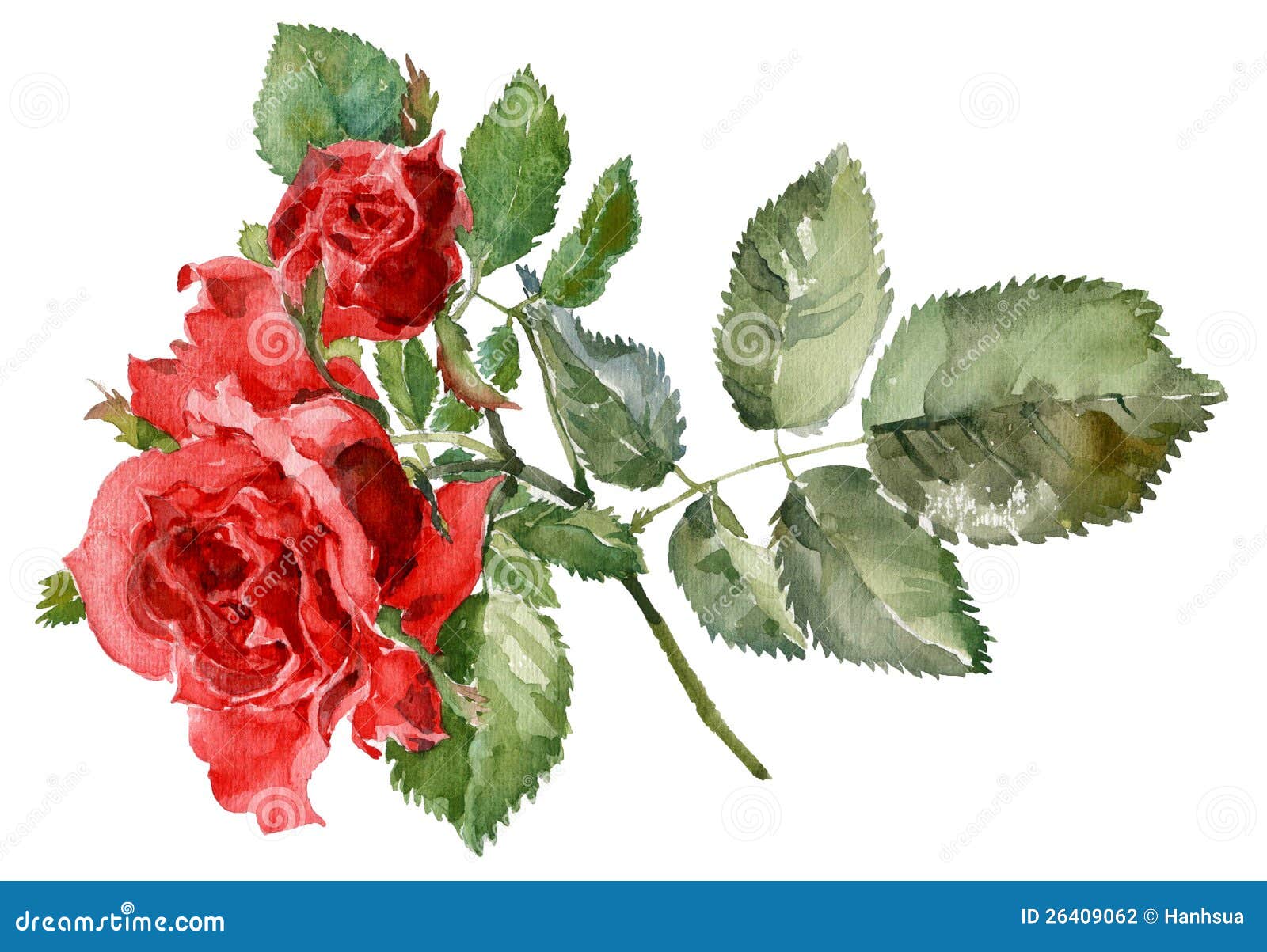 Watercolor Rosebud Stock Illustrations – 903 Watercolor Rosebud Stock  Illustrations, Vectors & Clipart - Dreamstime