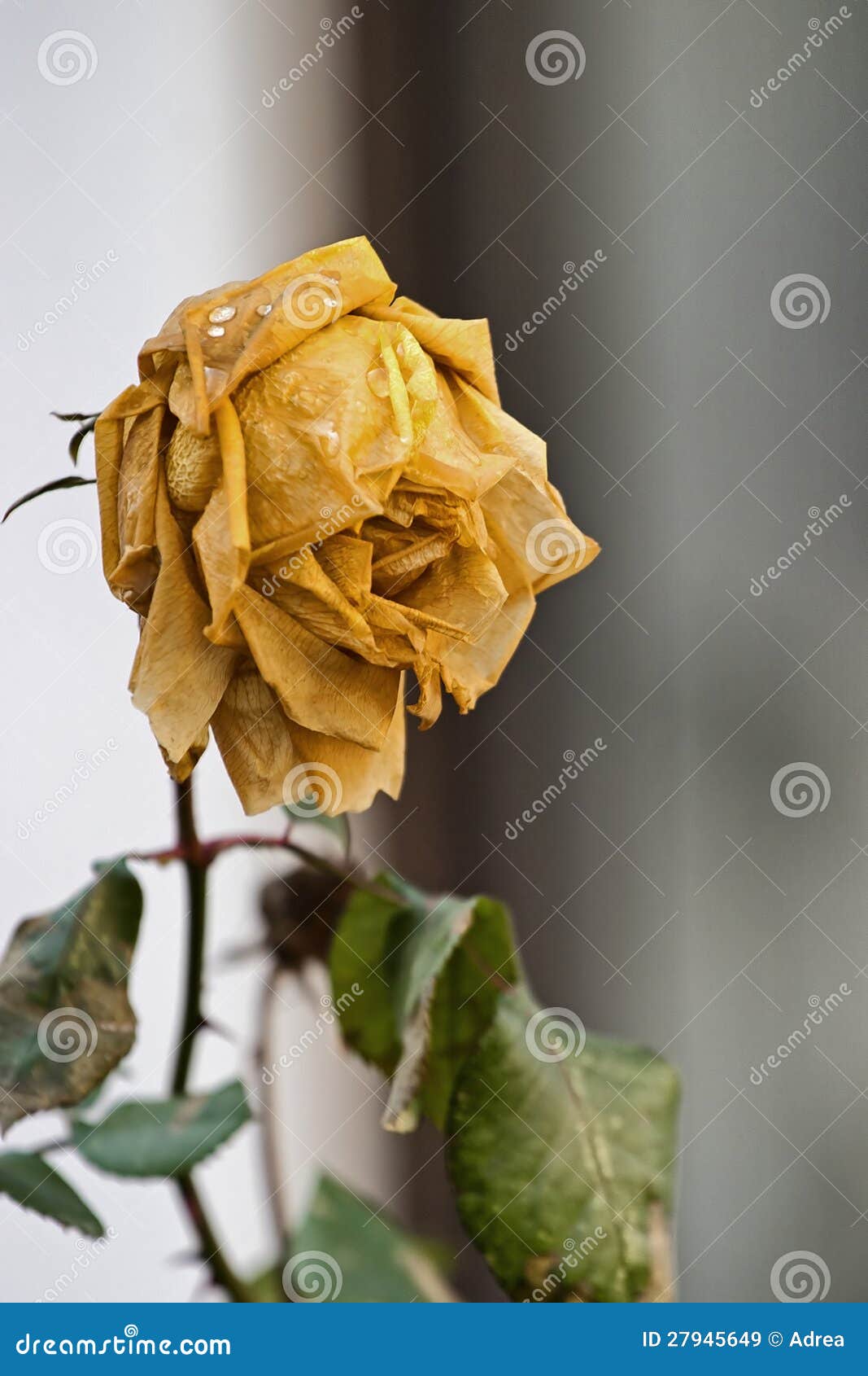 Rose Withered Flower with Green Leafs Stock Image - Image of rose