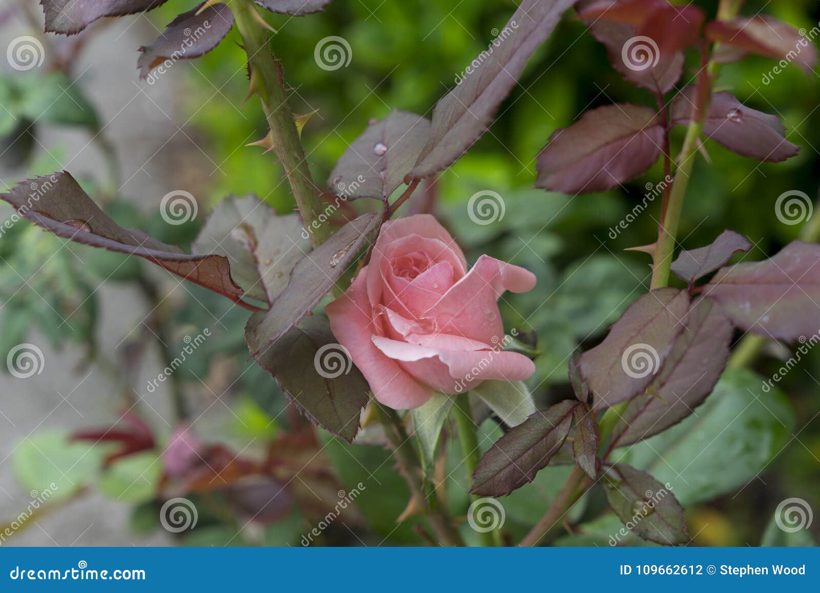 A Rose Amongst Thorns stock photo. Image of romance 109662612