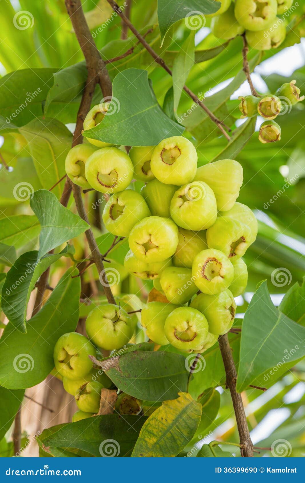Rose apple fruit stock photo. Image of summer, asia, fresh 36399690