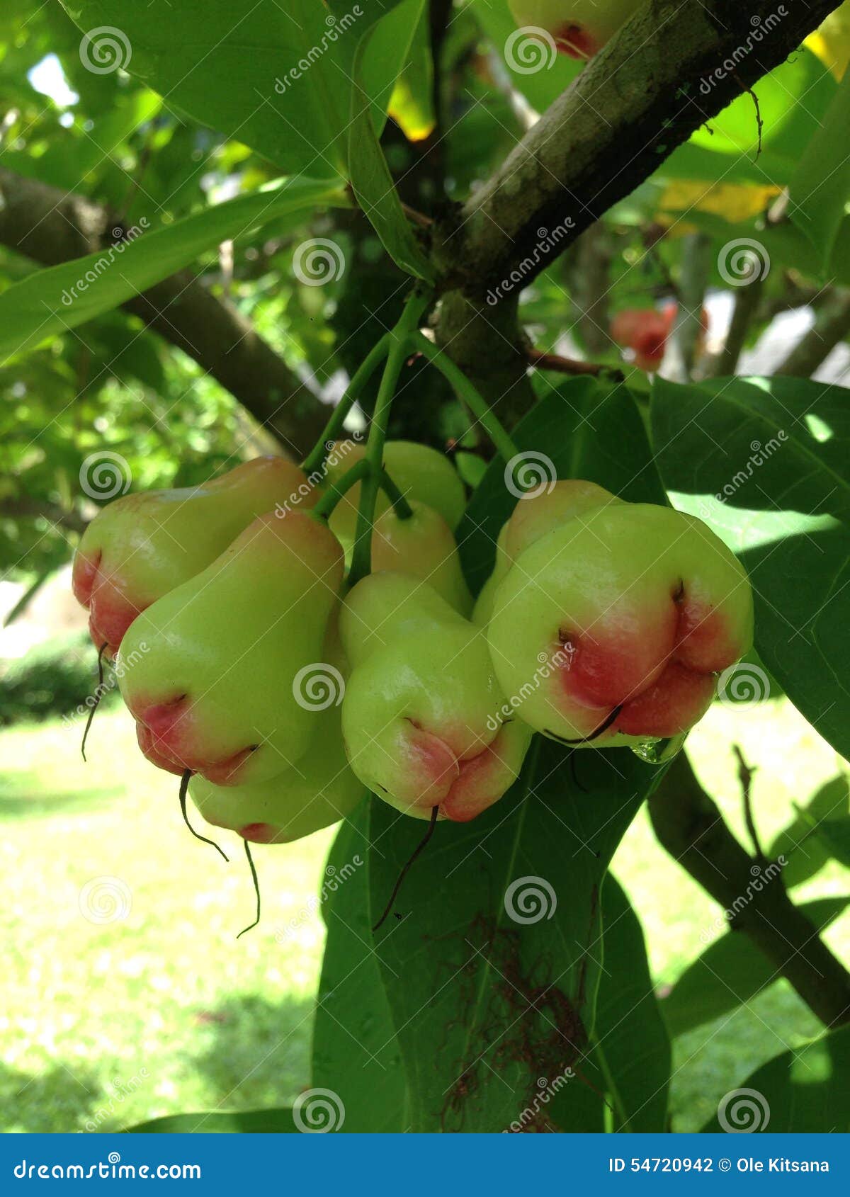 Rose apple stock photo. Image of apple, rose, green, topical 54720942