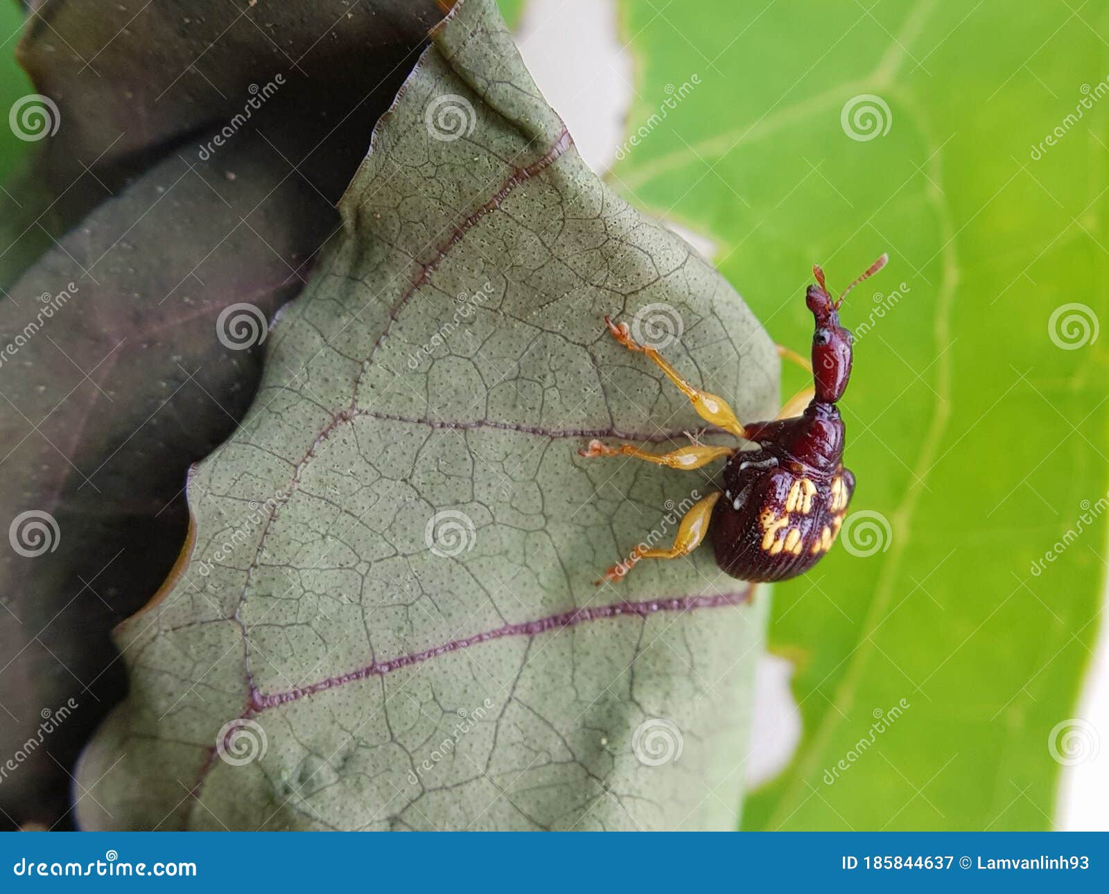 rose apple leaf roller weevil in viet nam.