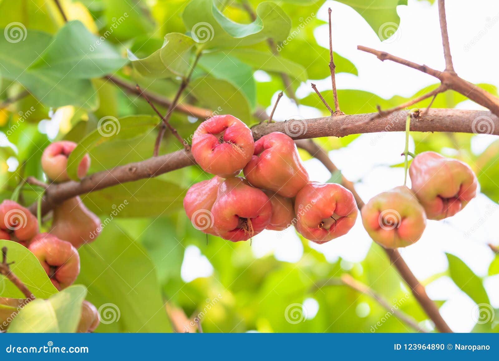 Rose apple on tree stock photo. Image of health, flower 123964890