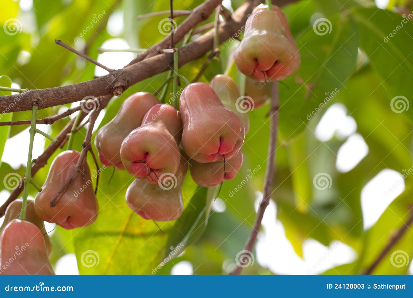 Rose Apple on Tree in Garden Stock Image Image of transparent, sweet