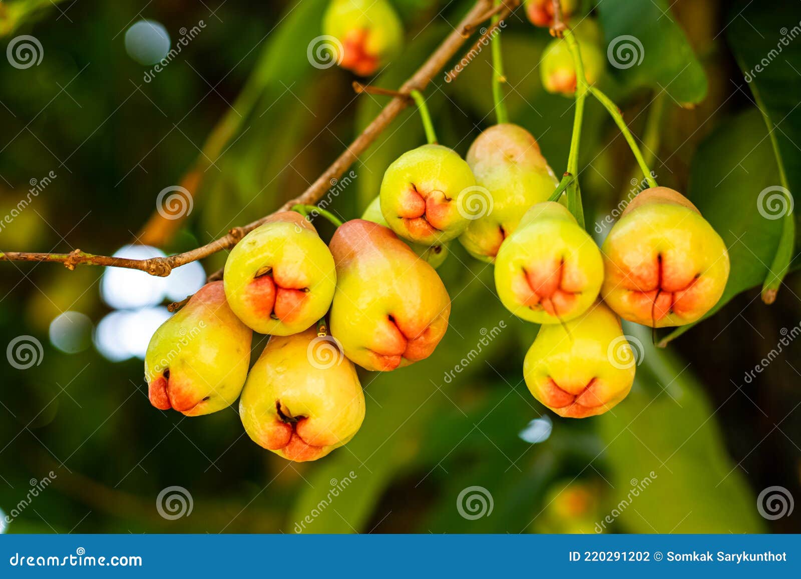 Rose apples on tree stock photo. Image of asia, green 220291202