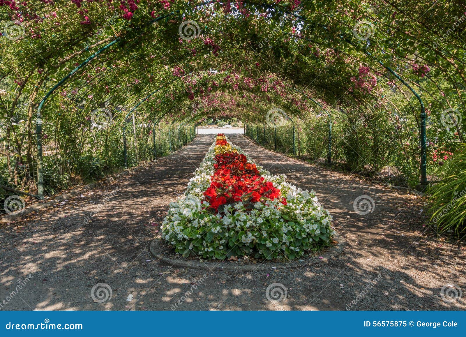 Rose Arbor At Point Defiance 2 Stockbild Bild Von Pazifisch