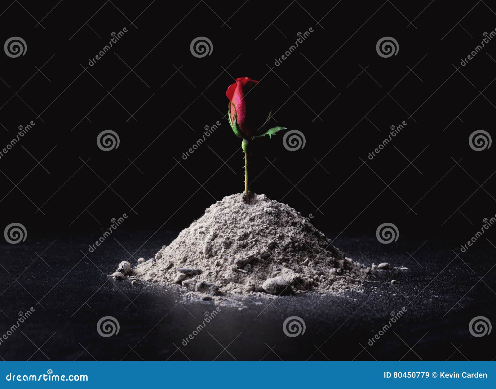 Rose from ashes stock image. Image of dirt, ashes, background 80450779