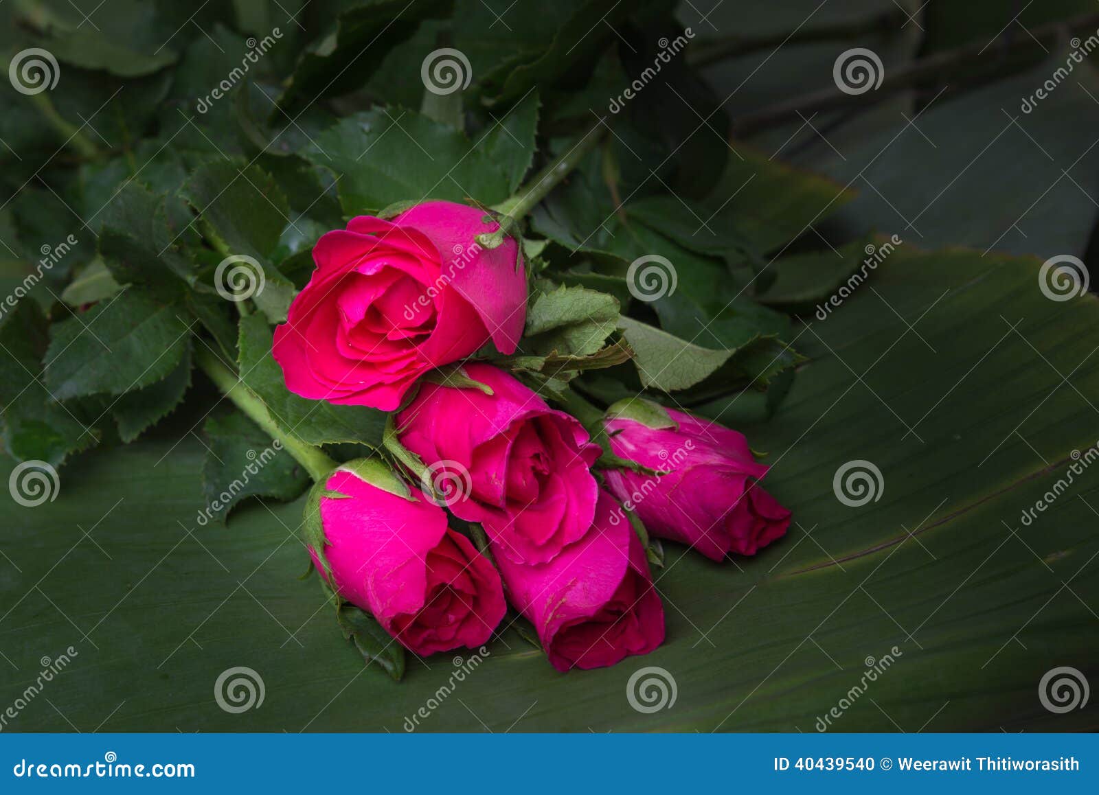 Rose on banana leaves stock photo. Image of bourgeon 40439540