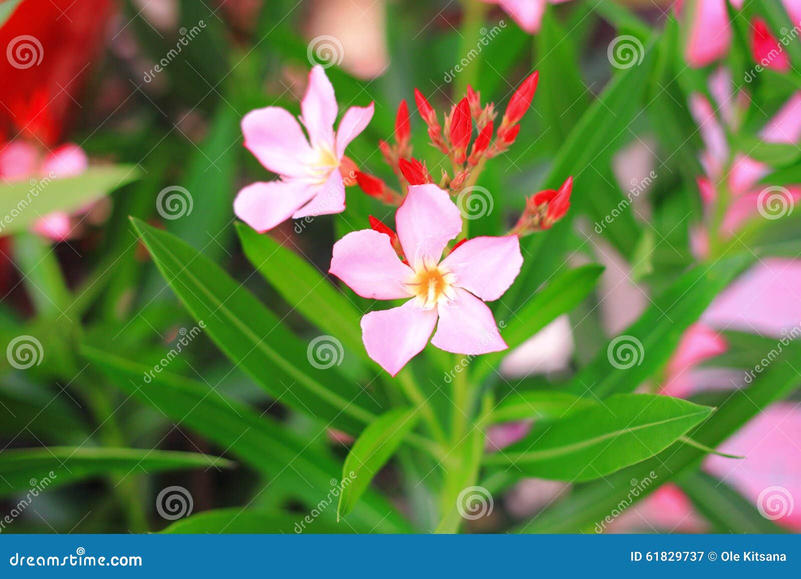 Rose bay flower stock image. Image of rose, leaves, flower 61829737