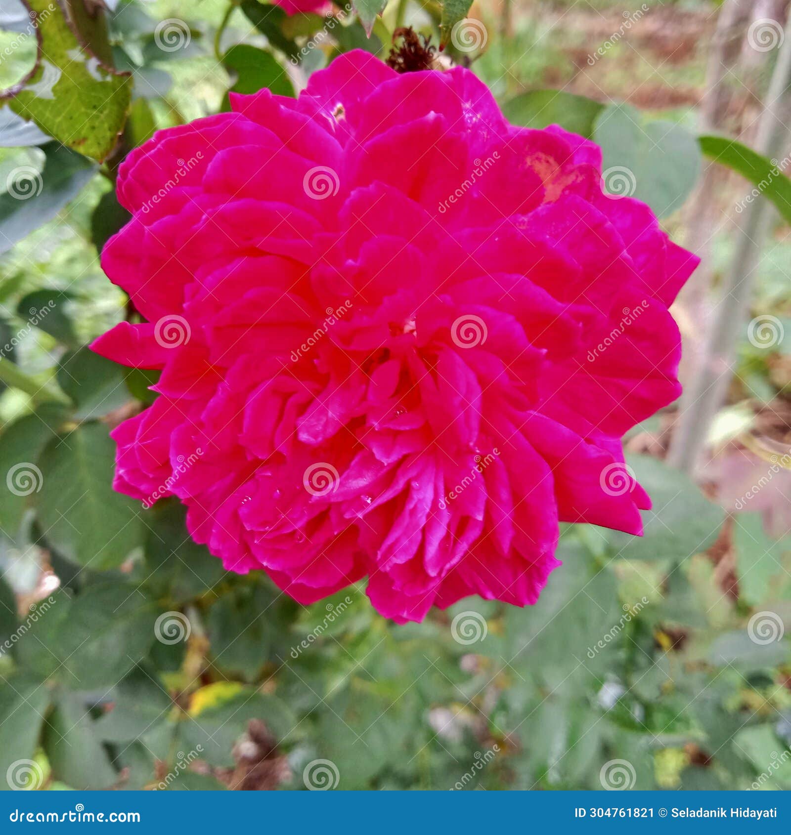 The Rose is Beautiful but it Has Thorns on the Stem and Tree Stock