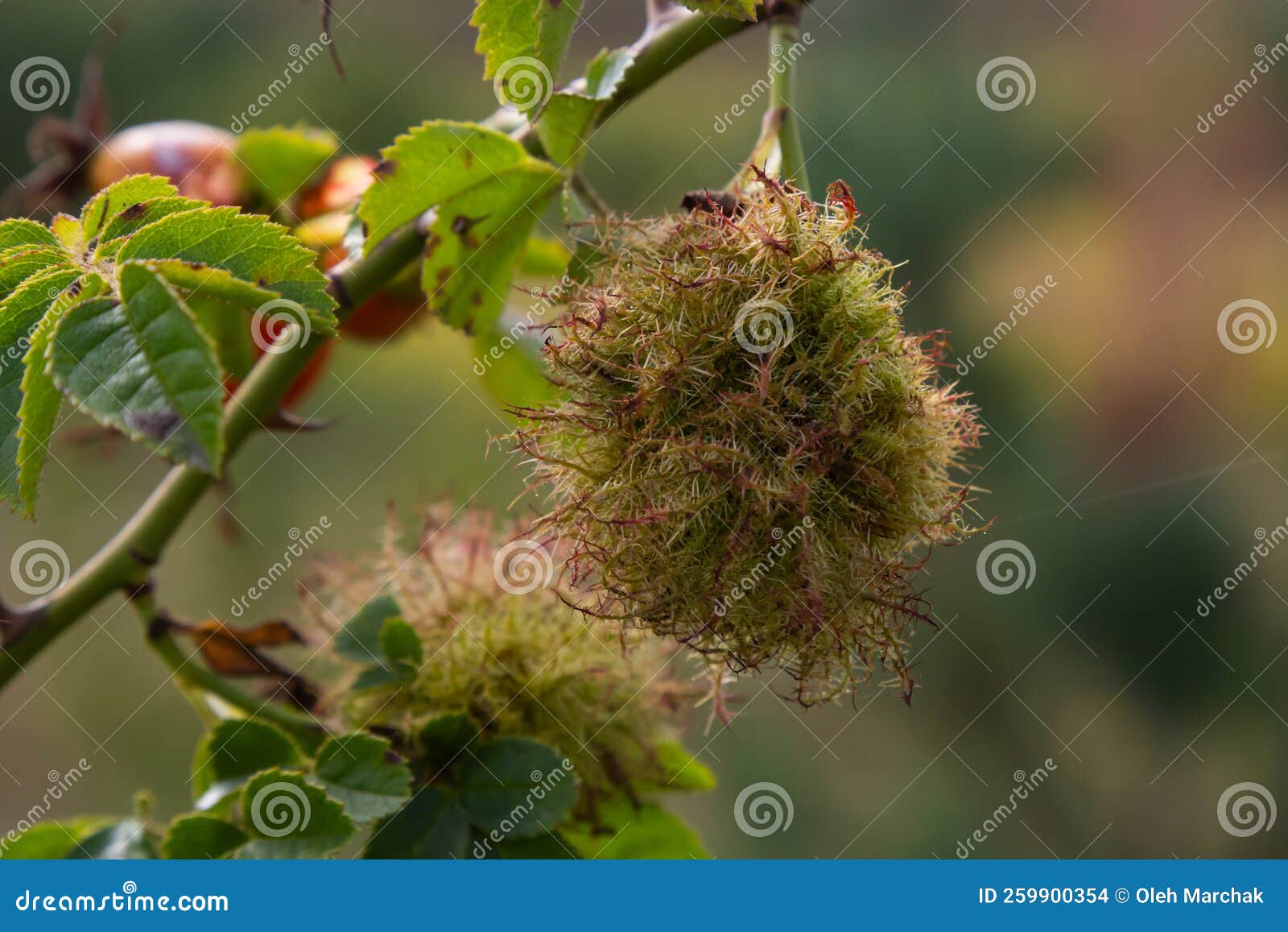 149 Pincushion Moss Images, Stock Photos, 3D objects, & Vectors