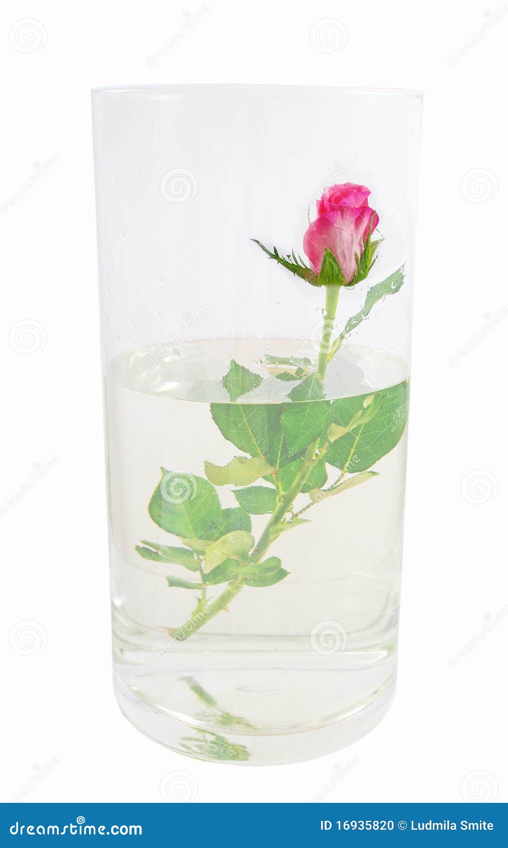 Rose in a big vase. stock photo. Image of vertical, summer 16935820