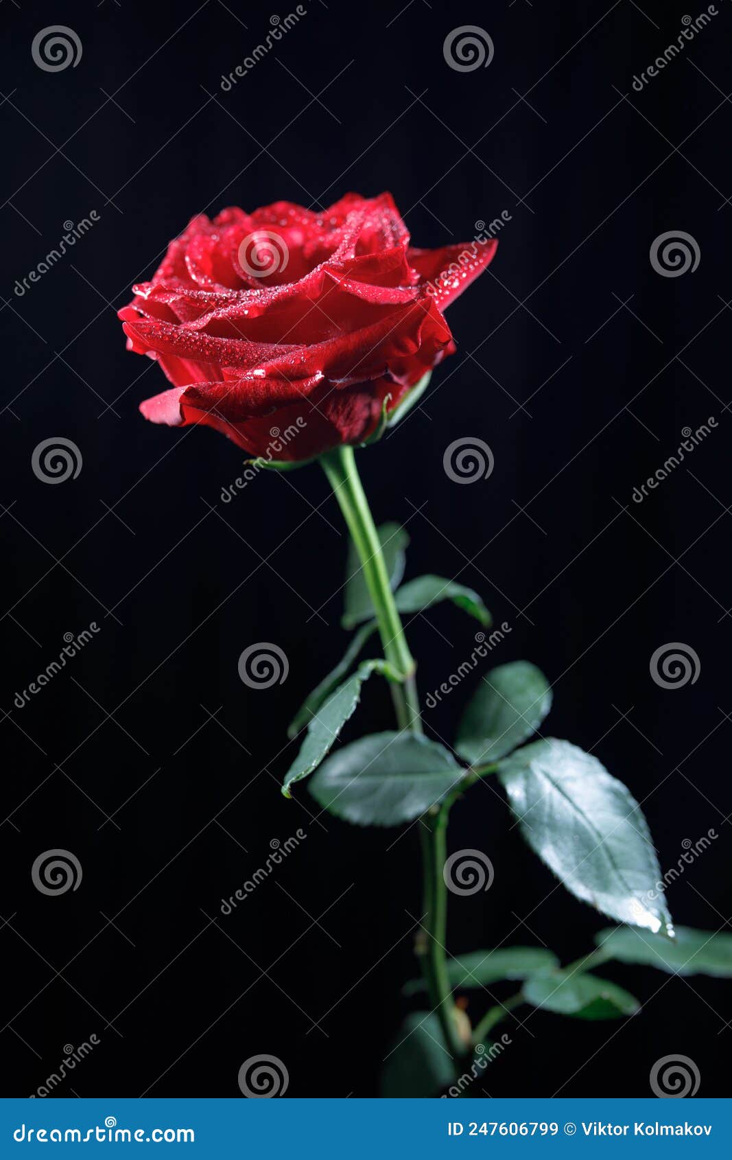 A Rose on a Black Background . the Rose Flower Stock Image Image of