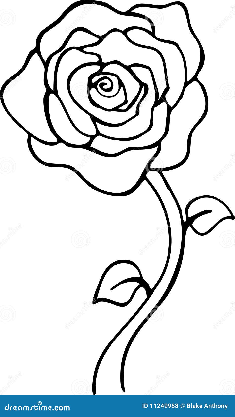 Rose Black and White stock vector. Illustration of plain - 11249988