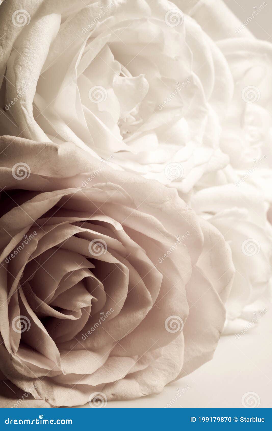 Rose Blanche Et Rose Dans Des Couleurs D'époque Comme La Photo De Fleur  D'art Photo stock - Image du fleur, artistique: 199179870