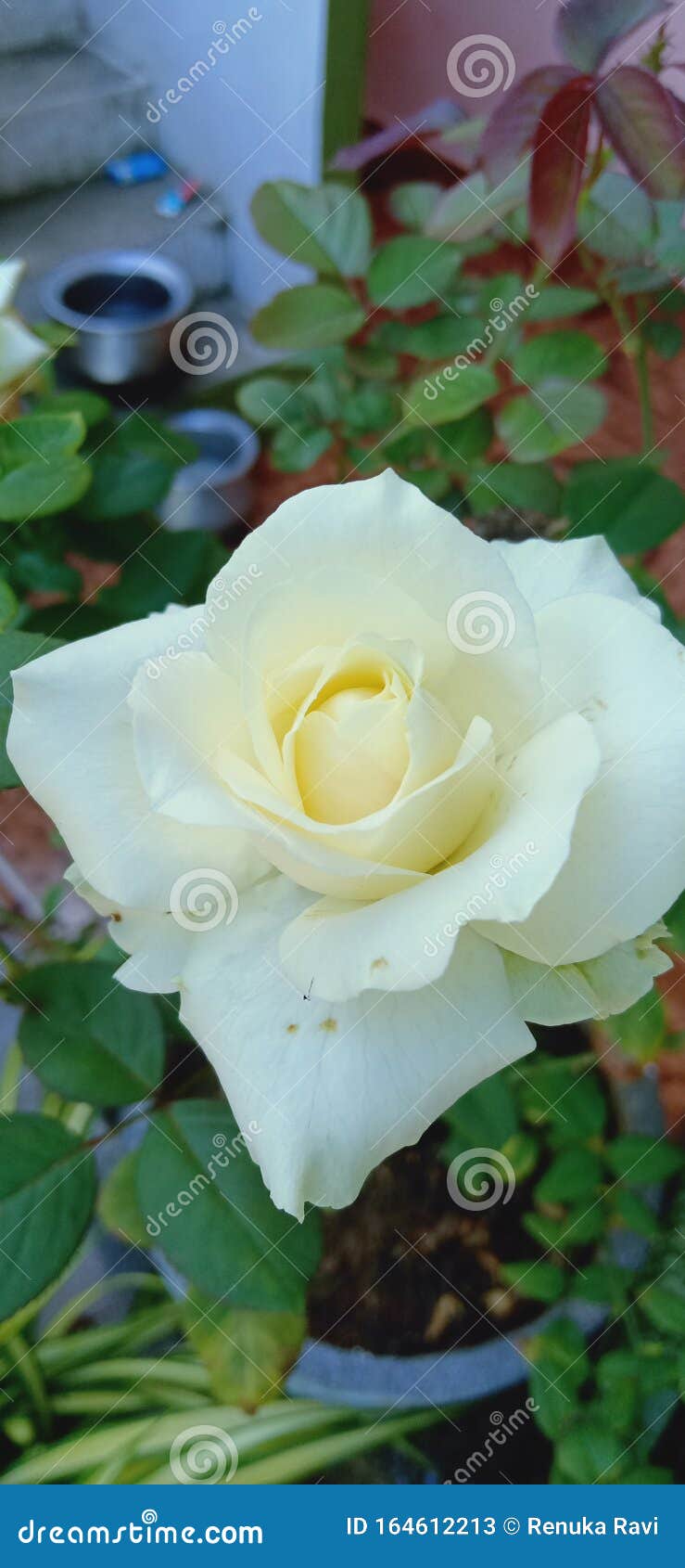 Rose Blanche Et Paix De L'amour Image stock - Image du blanc, rose:  164612213