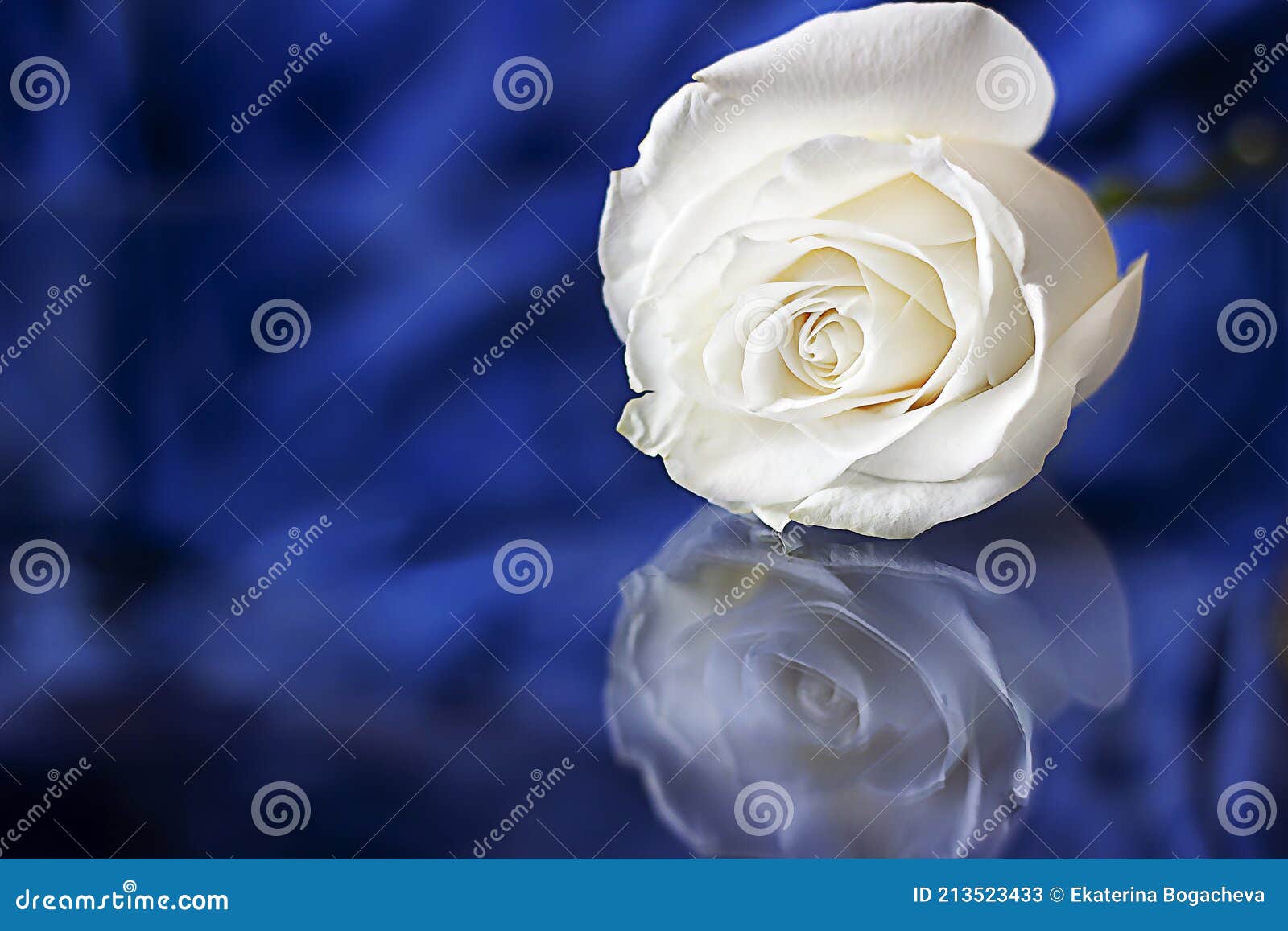 Rose blanche image stock. Image du sensible, carte, assez - 213523433