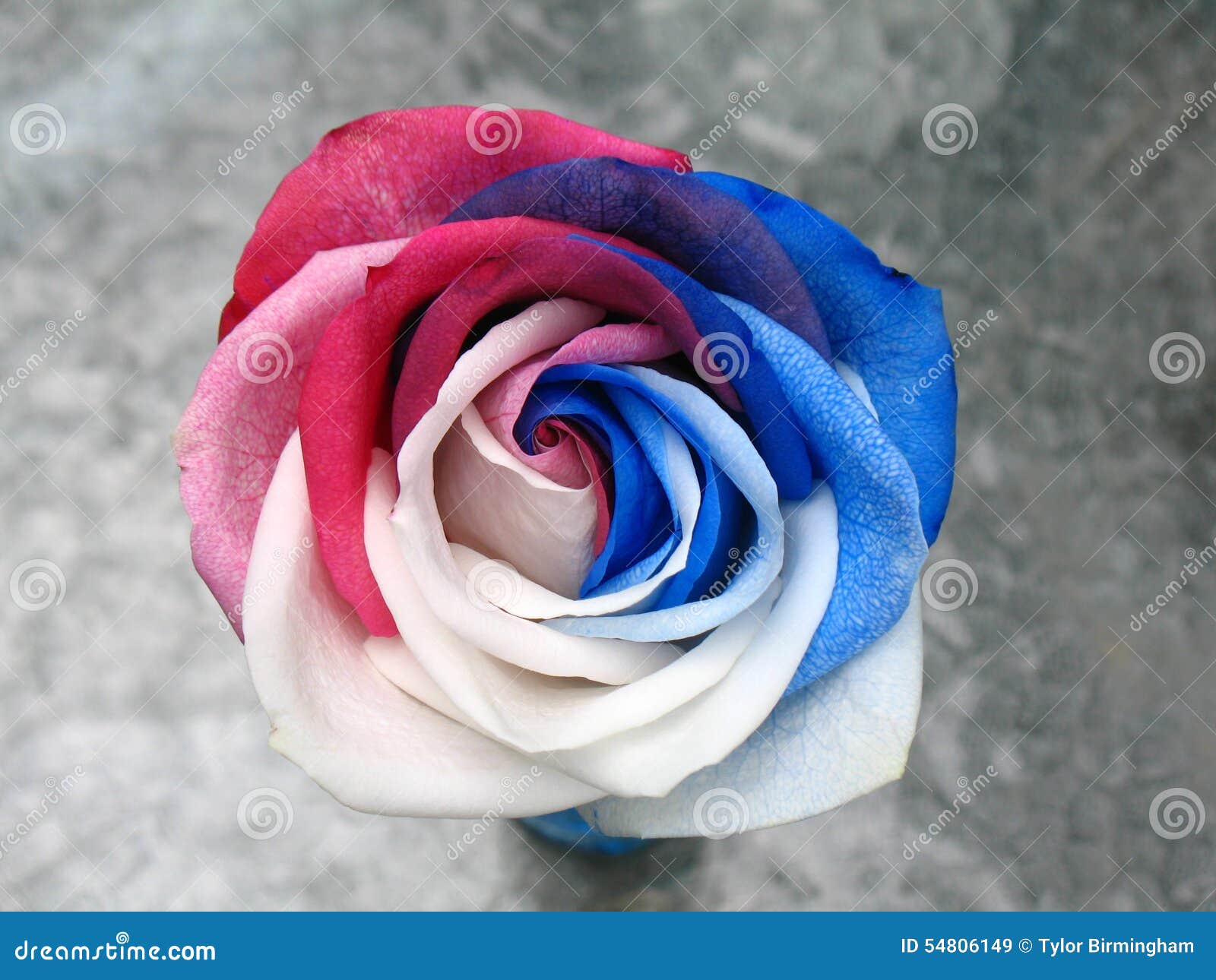 Rose bleue blanche rouge image stock. Image du nature - 54806149