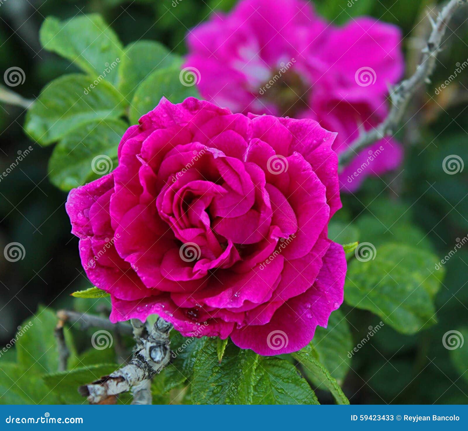Rose that bloom stock image. Image of bloom, colour, nature 59423433