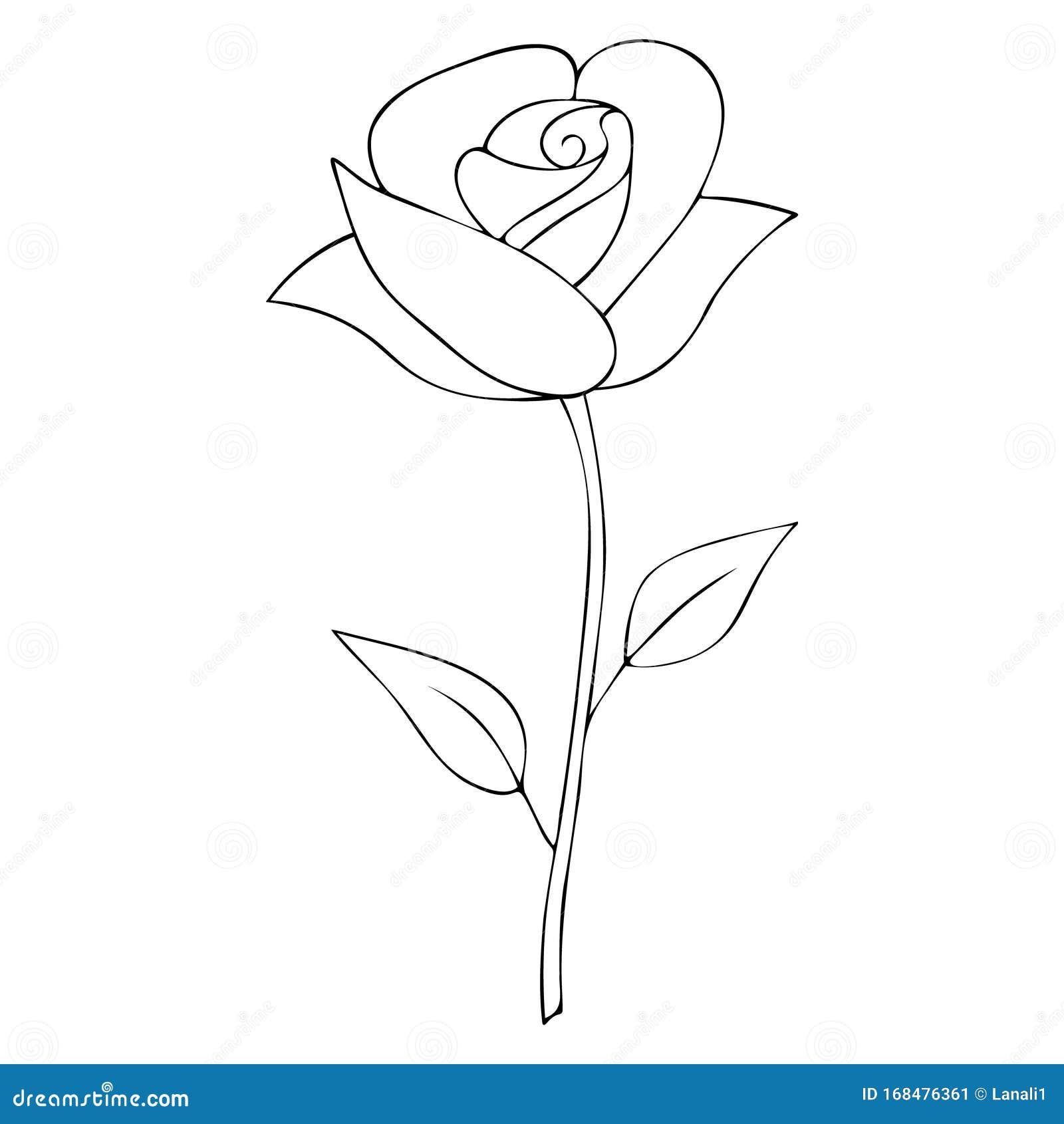 The Rose Blossomed. a Fragrant Flower. Vector. Colorless Background ...