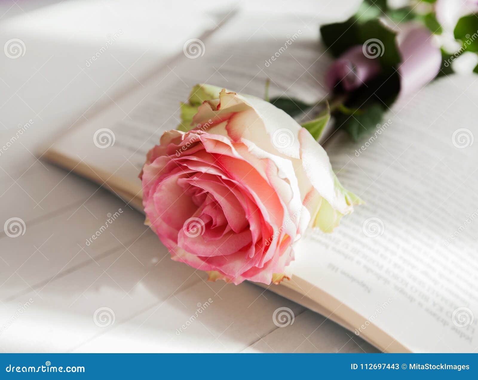 Rose and Book romance love stock image. Image of knowledge - 112697443