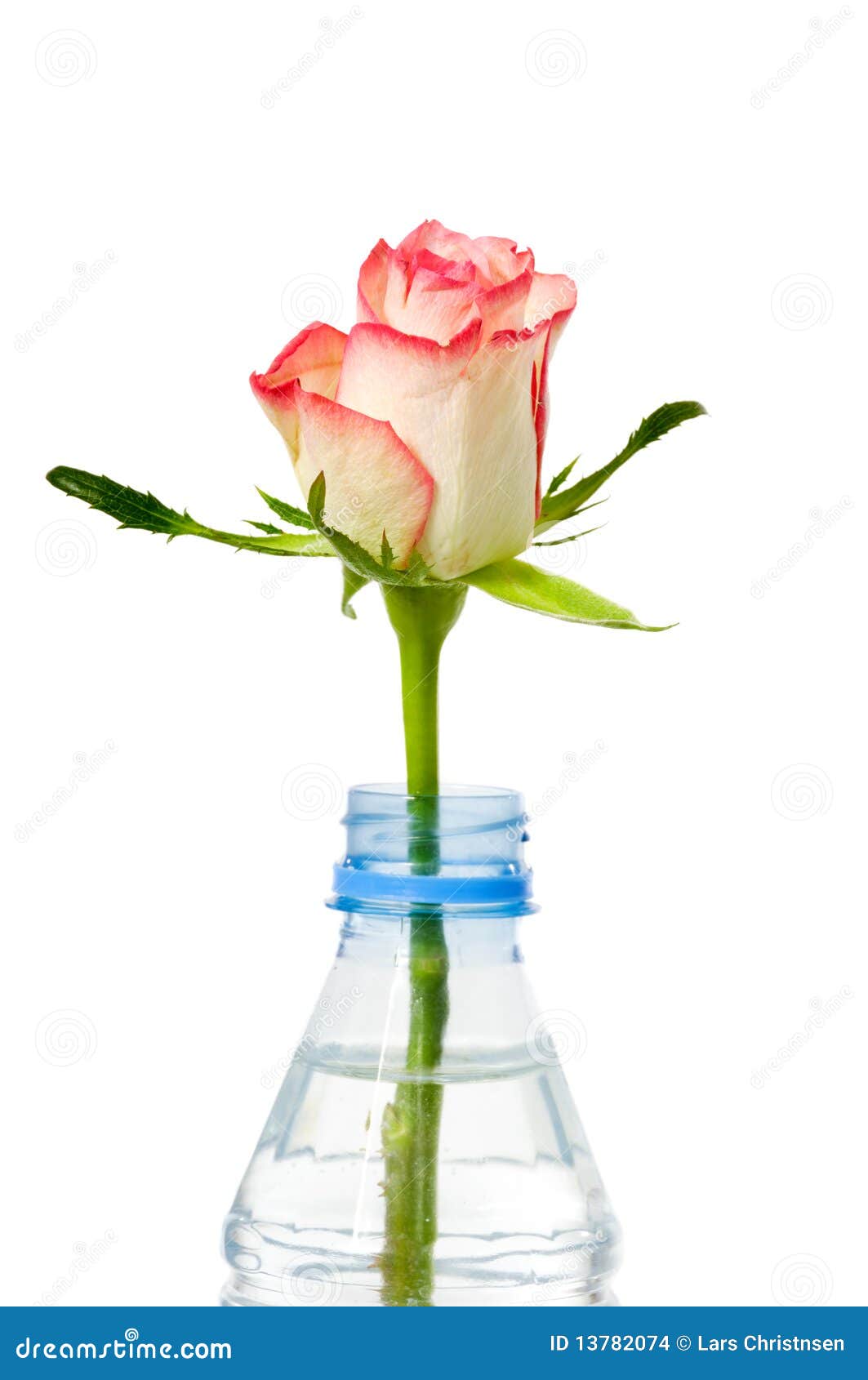 Rose in bottle stock photo. Image of floral, love, drinking 13782074