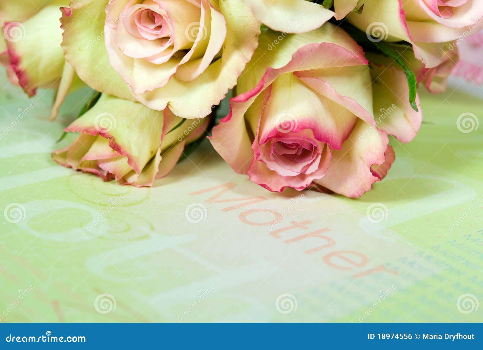 Rose bouquet for mother stock photo. Image of bouquet 18974556