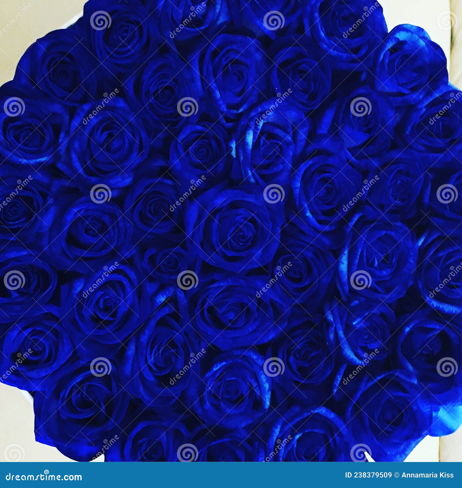 Rose box stock image. Image of roses, rose, flowers 238379509