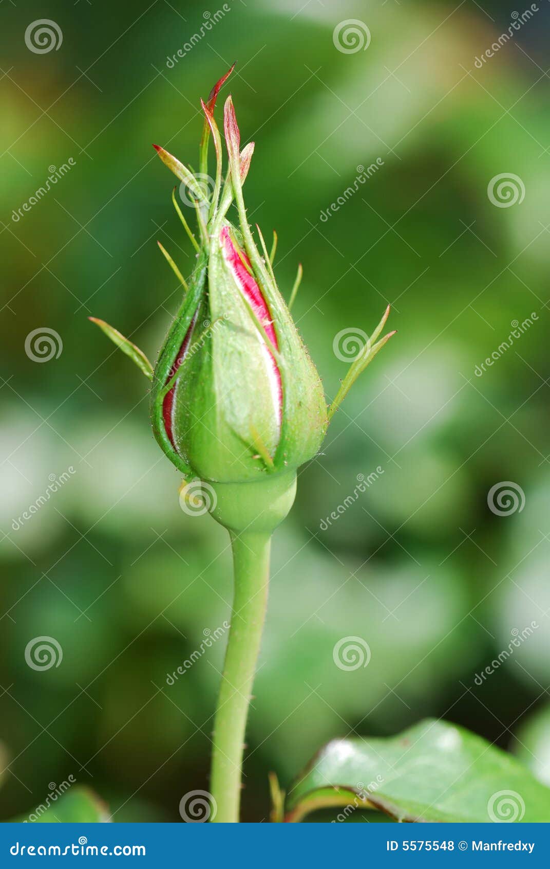 Rose bud stock photo. Image of closeup, closed, spring 5575548