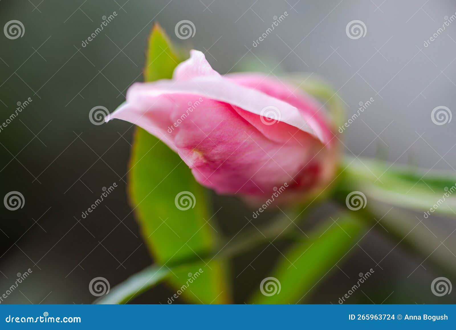 Rose Bud Flower in the Garden Stock Photo Image of sprinf, rose
