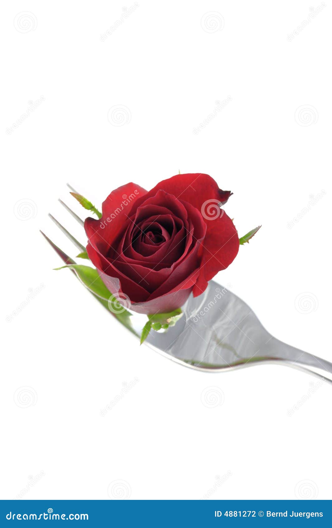 Rose bud on fork stock photo. Image of card, fragrance 4881272