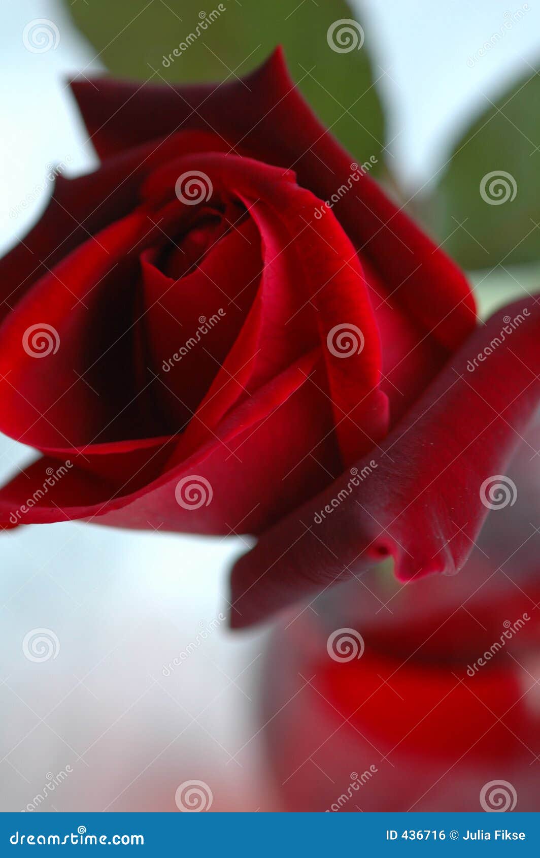 Rose Bud Wine stock photo. Image of holiday, bright, rich 436716