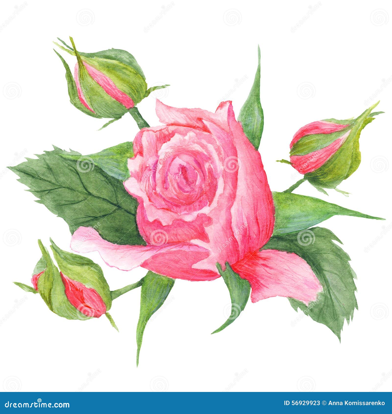 Rose Buds Botanical Illustration Stock Illustration - Illustration of ...