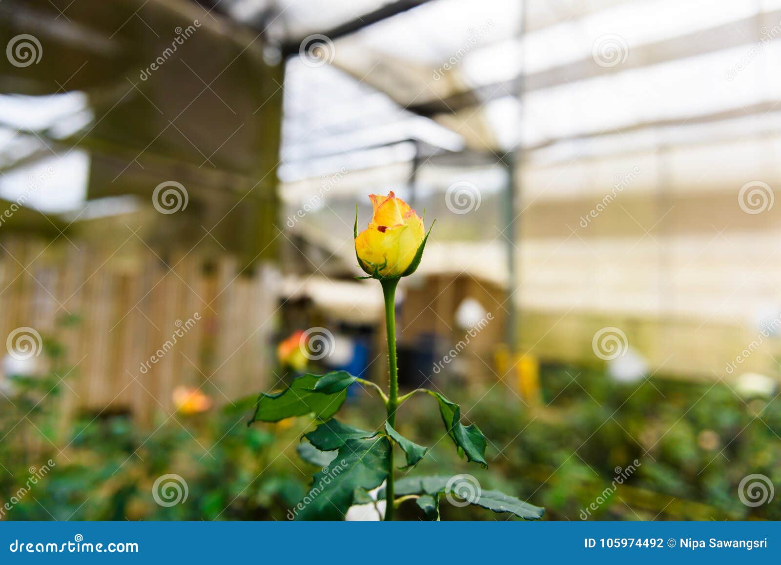 Rose With Buds In A Romantic Flower Garden Stock Photo Image Of