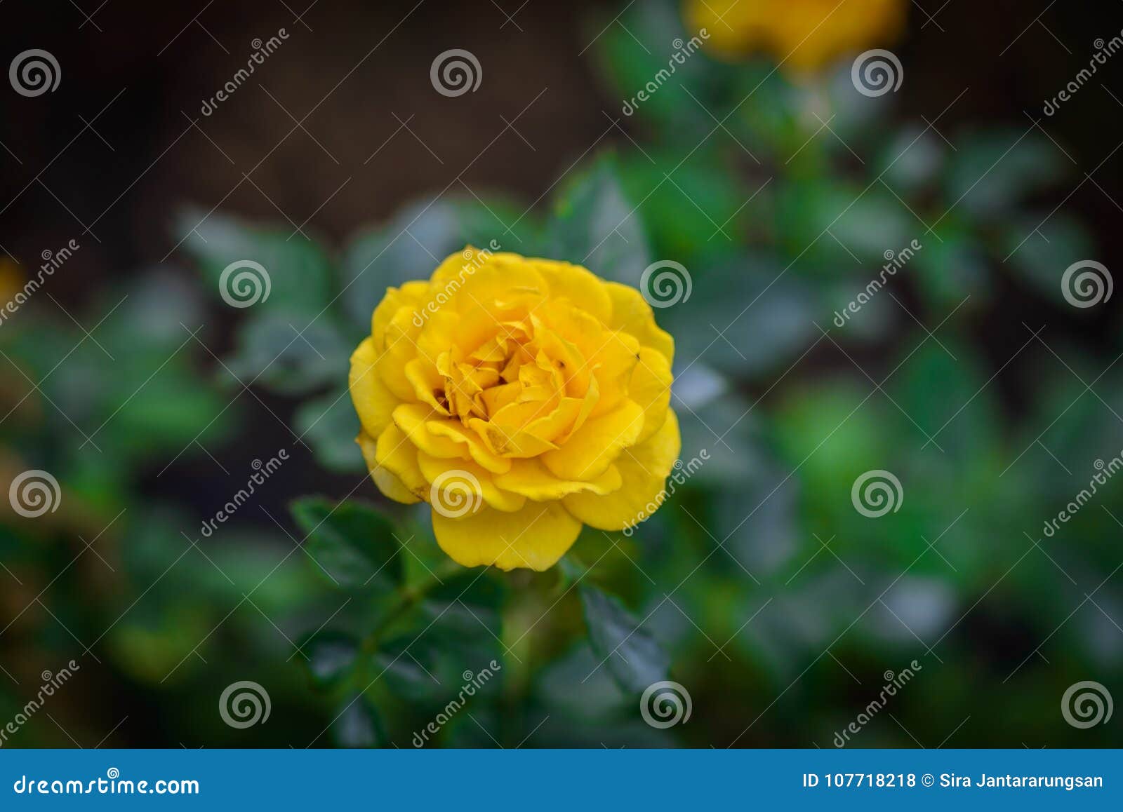 Rose With Buds In A Romantic Flower Garden Stock Photo Image Of