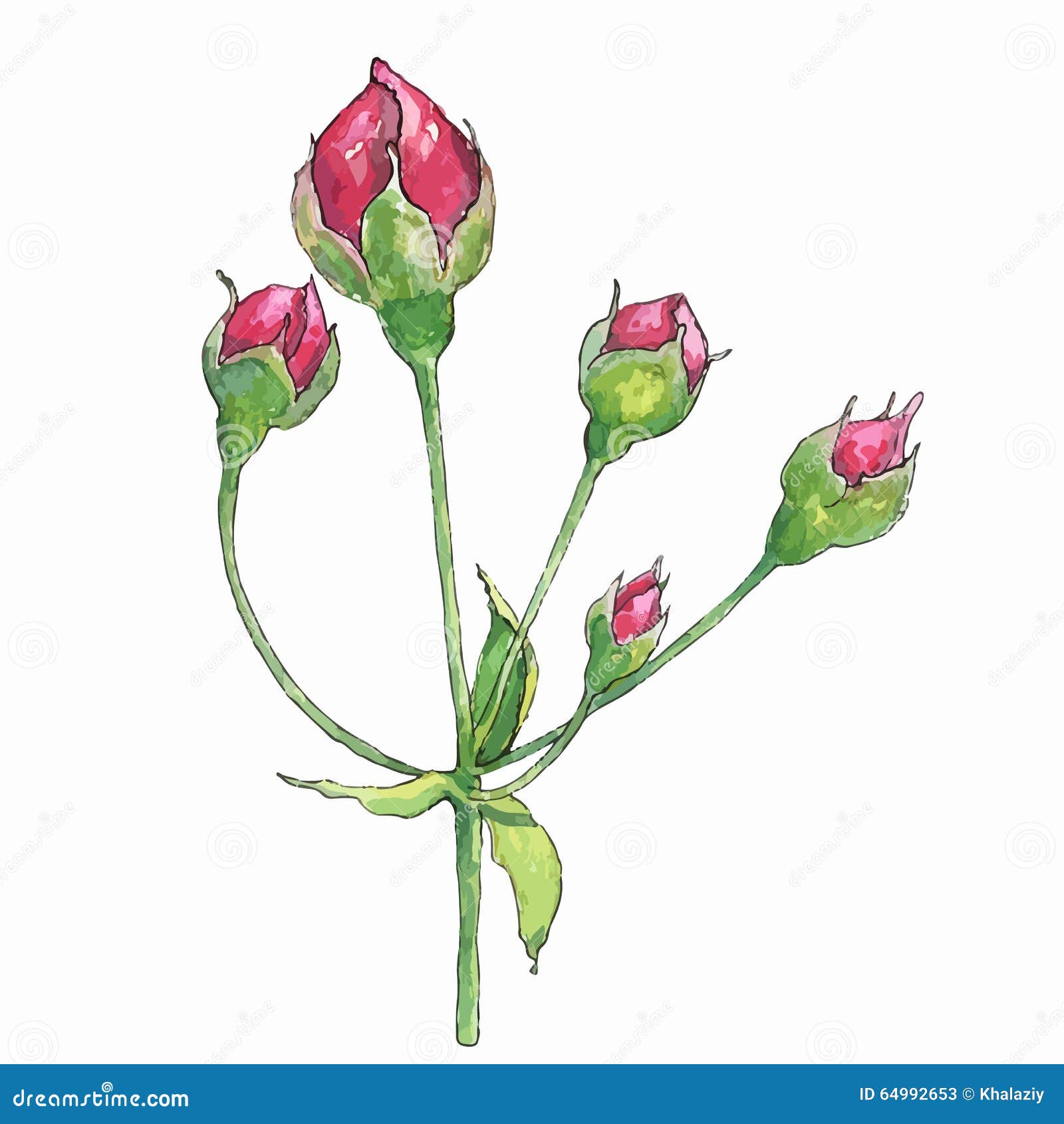 Rose buds stock vector. Illustration of painting, drawing - 64992653