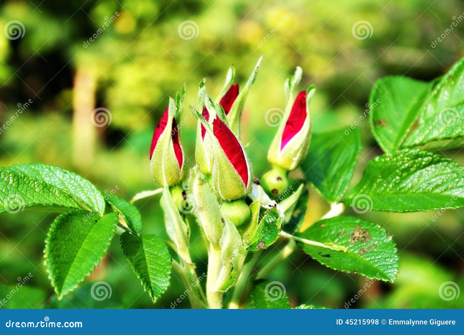 Rose Buds stock photo. Image of leaves, maine, roses 45215998