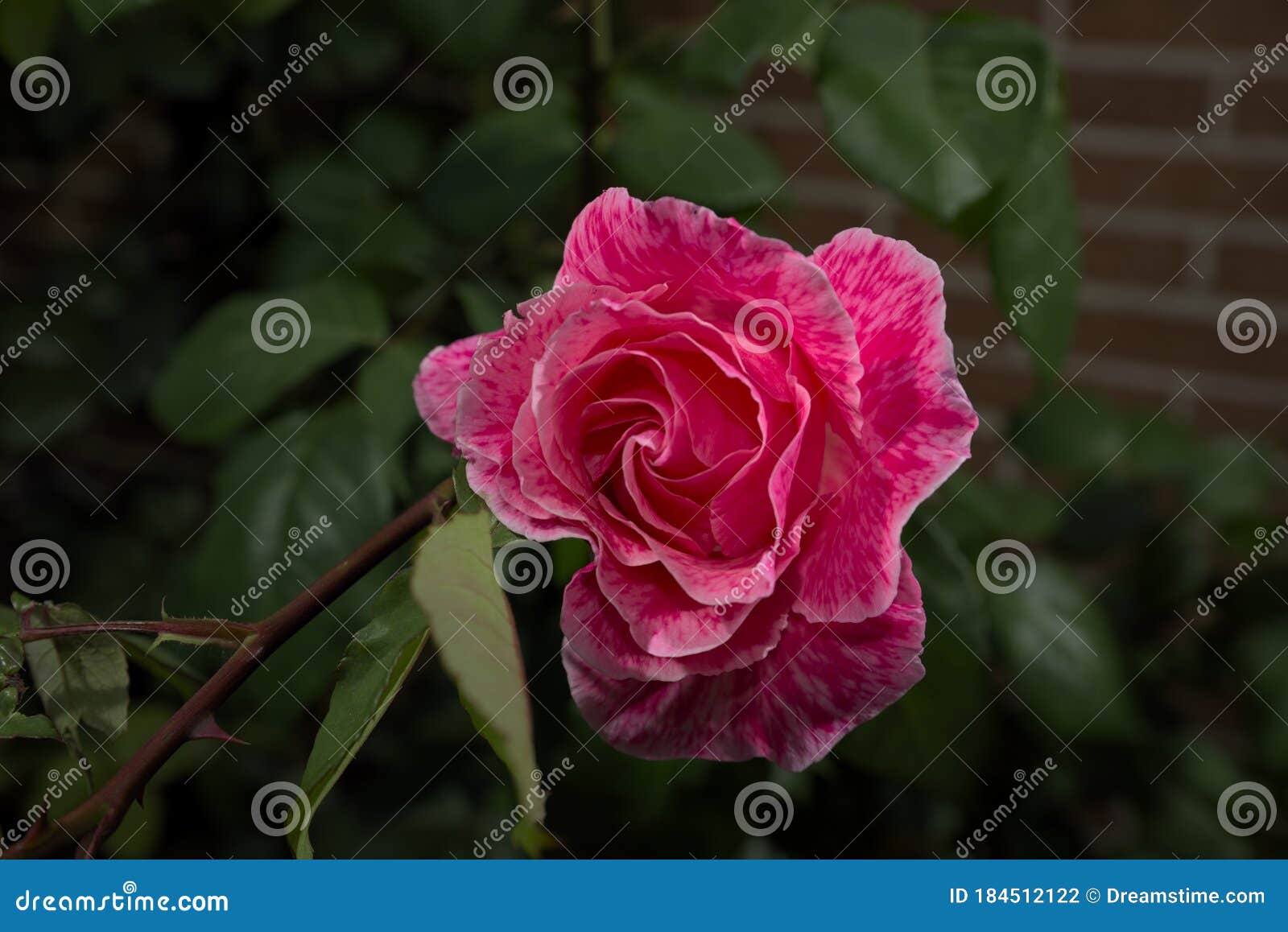 flores rosas de mi jardin