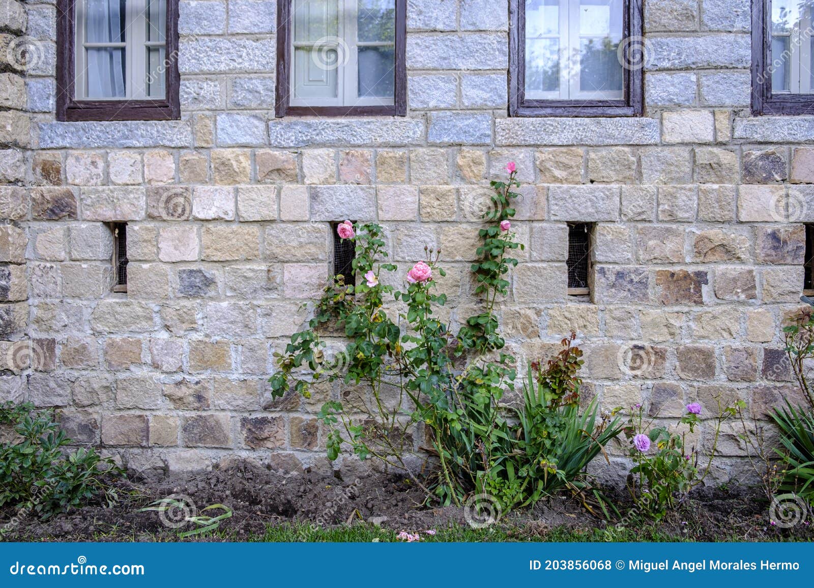 rose bush in bloom on the wall