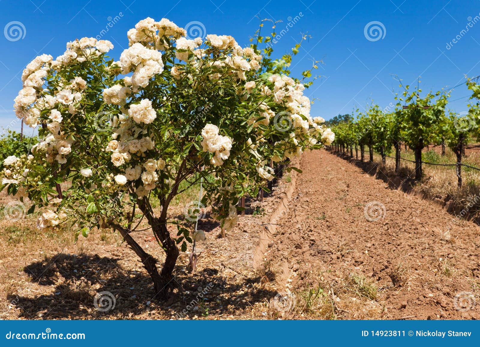 Rose Bush at a California Vineyard Stock Image Image of green