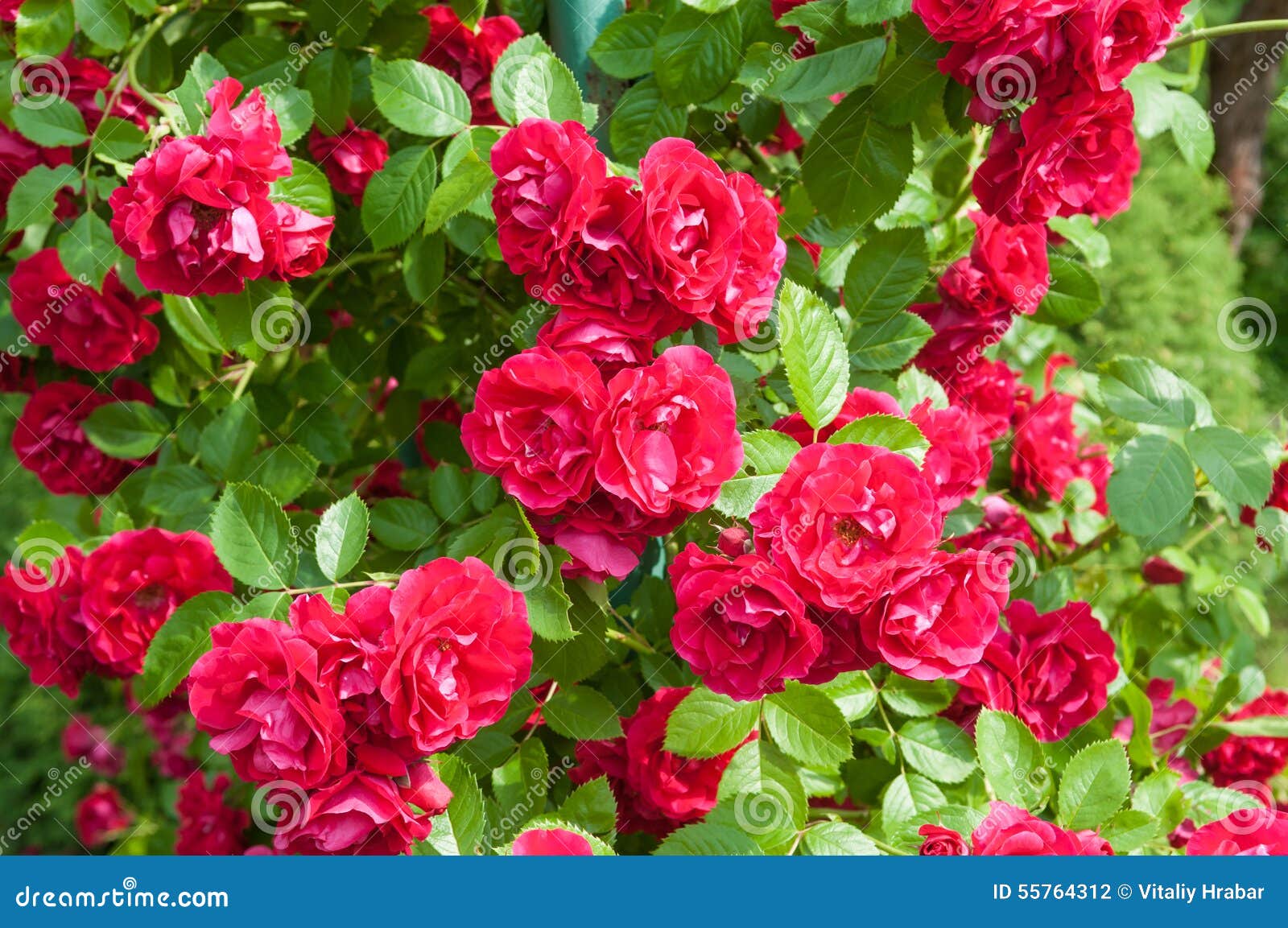 Rose bush stock photo. Image of blossom, branches, outside 55764312